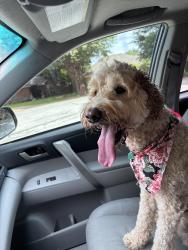 Reunited Female Dog last seen Royal Gate, Arlington, TX 76016