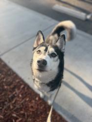 Shelter Stray Female Dog last seen E Mission Bay Drive, San Diego, CA, 92109, 5500 Gaines St, San Diego, CA 92110, USA