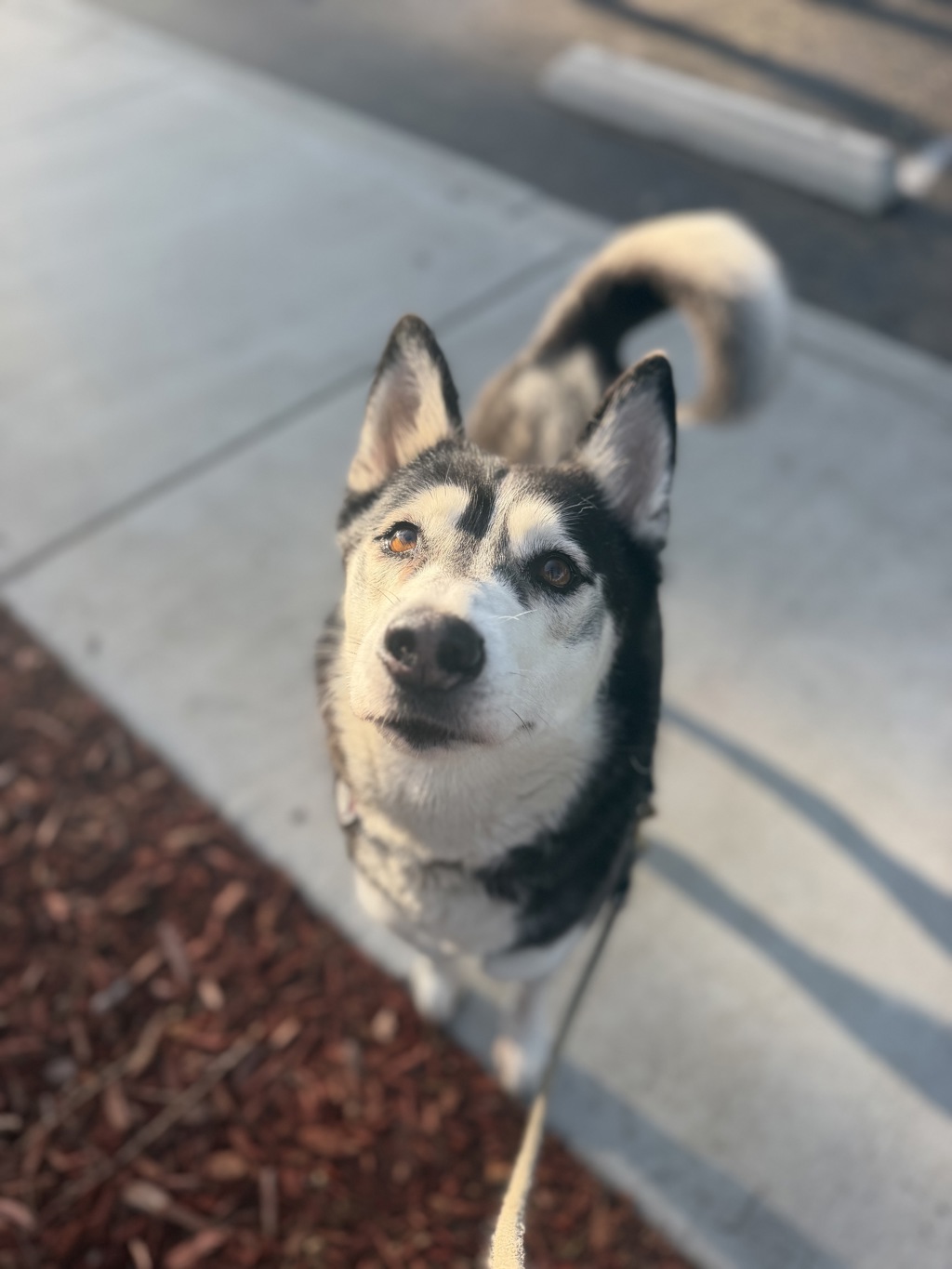 Shelter Stray Female Dog last seen E Mission Bay Drive, San Diego, CA, 92109, 5500 Gaines St, San Diego, CA 92110, USA