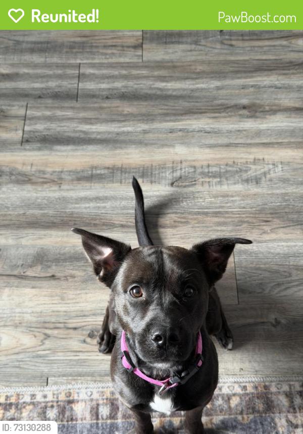 Reunited Female Dog last seen Simpsonville sc, Simpsonville, SC 29681