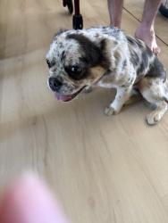 Reunited Female Dog last seen Near Pinchbeck Elementary, Henrico County, VA 23229
