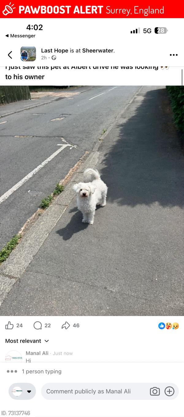 Lost Female Dog last seen Albert drive , Surrey, England 