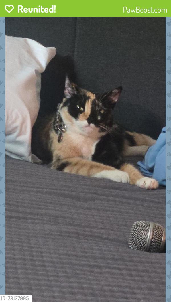 Reunited Female Cat last seen 15th and Gaffey, Los Angeles, CA 90731