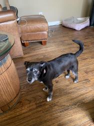 Reunited Female Dog last seen Forest Creek Neighborhood, Tulsa, OK, Tulsa, OK 74137
