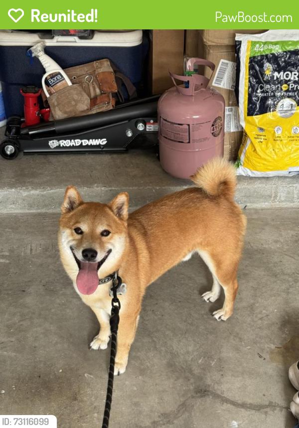 Reunited Male Dog last seen Lake Lem Way and Orange Lake Blvd, Kissimmee, FL 34747