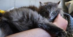 Reunited Male Cat last seen NW Routt Way, Westminster, CO 80021, USA, Westminster, CO 80021