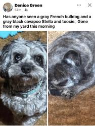 Lost Male Dog last seen Mullans crossing, Miles, TX 76861