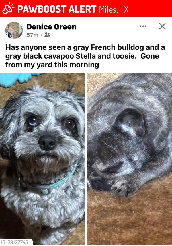 Lost Male Dog last seen Mullans crossing, Miles, TX 76861