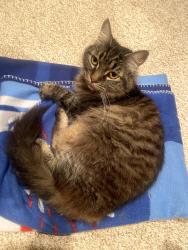 Found/Stray Female Cat last seen Near N Pennsylvania Ave, Oklahoma City, OK 73107