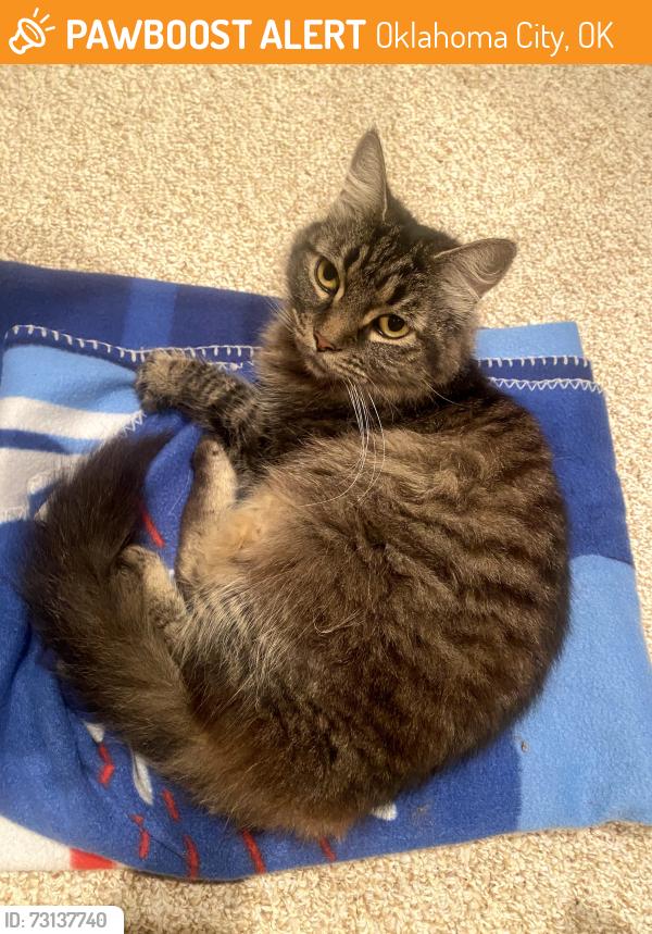 Found/Stray Female Cat last seen Near N Pennsylvania Ave, Oklahoma City, OK 73107