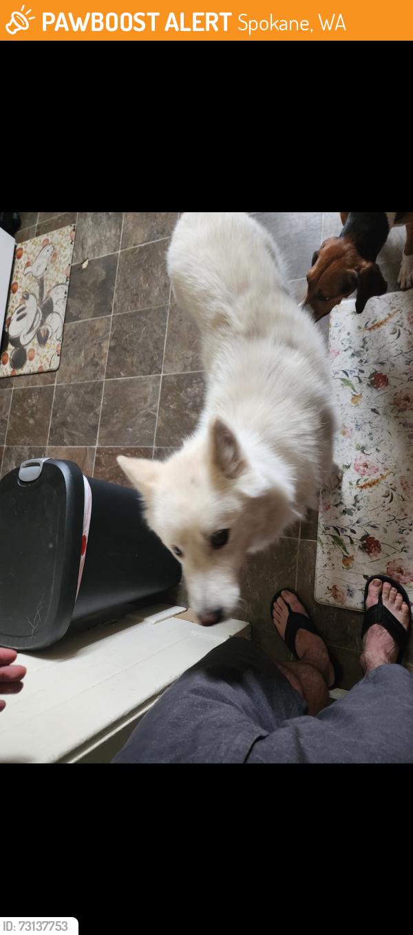 Found/Stray Male Dog last seen Bongs fast station, Spokane, WA 99201