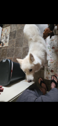 Found/Stray Male Dog last seen Bongs fast station, Spokane, WA 99201