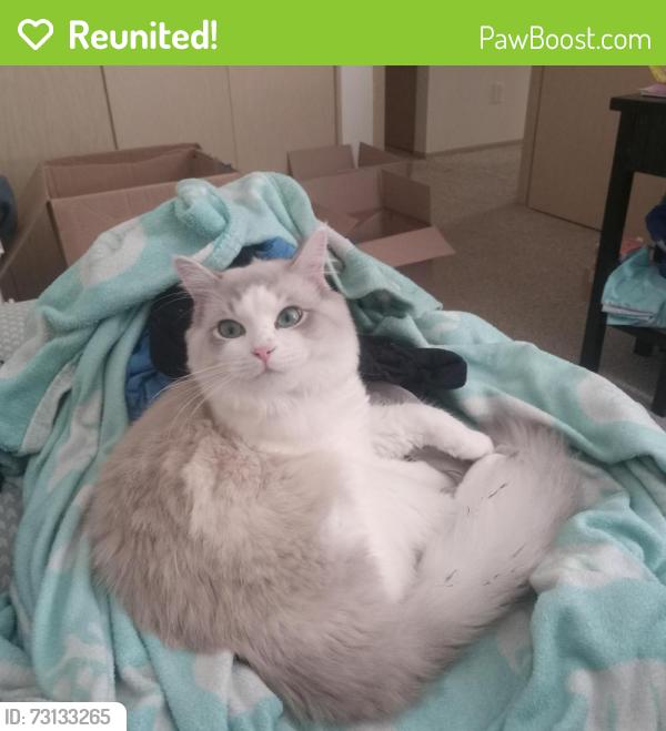 Reunited Male Cat last seen SE 123rd Ave & SE Riveridge Dr by Biddlewood Park, Vancouver, WA 98683
