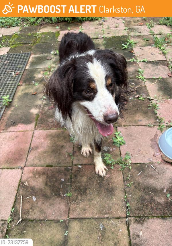 Found/Stray Female Dog last seen Rockbridge rd., Clarkston, GA 30021