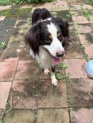 Found/Stray Female Dog last seen Rockbridge rd., Clarkston, GA 30021