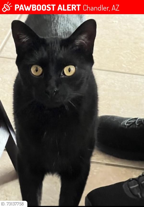 Lost Male Cat last seen Ray Rd and Kyrene, Chandler, AZ 85226