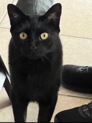 Lost Male Cat last seen Ray Rd and Kyrene, Chandler, AZ 85226