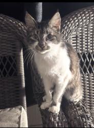 Reunited Female Cat last seen Forest peak, San Antonio, TX 78232