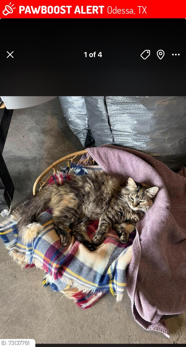Lost Female Cat last seen Crockett middle school, Odessa, TX 79763
