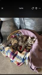 Lost Female Cat last seen Crockett middle school, Odessa, TX 79763
