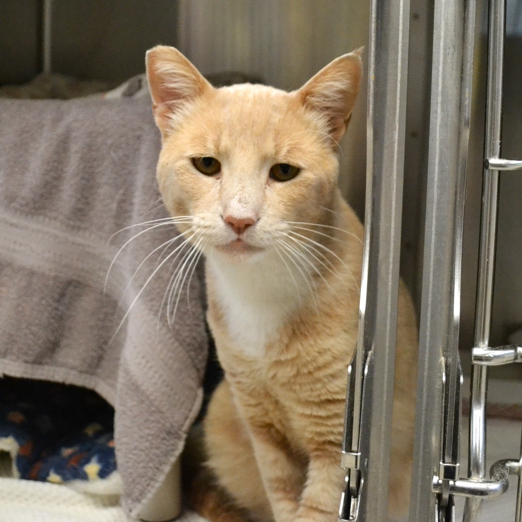 Shelter Stray Male Cat last seen , 361 S Raymond Ave, Pasadena, CA 91105, USA