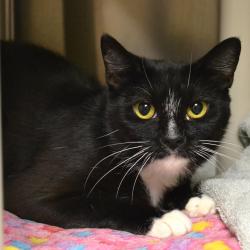 Shelter Stray Female Cat last seen , 361 S Raymond Ave, Pasadena, CA 91105, USA