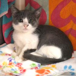 Shelter Stray Male Cat last seen , 361 S Raymond Ave, Pasadena, CA 91105, USA