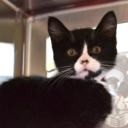 Shelter Stray Male Cat last seen , 361 S Raymond Ave, Pasadena, CA 91105, USA