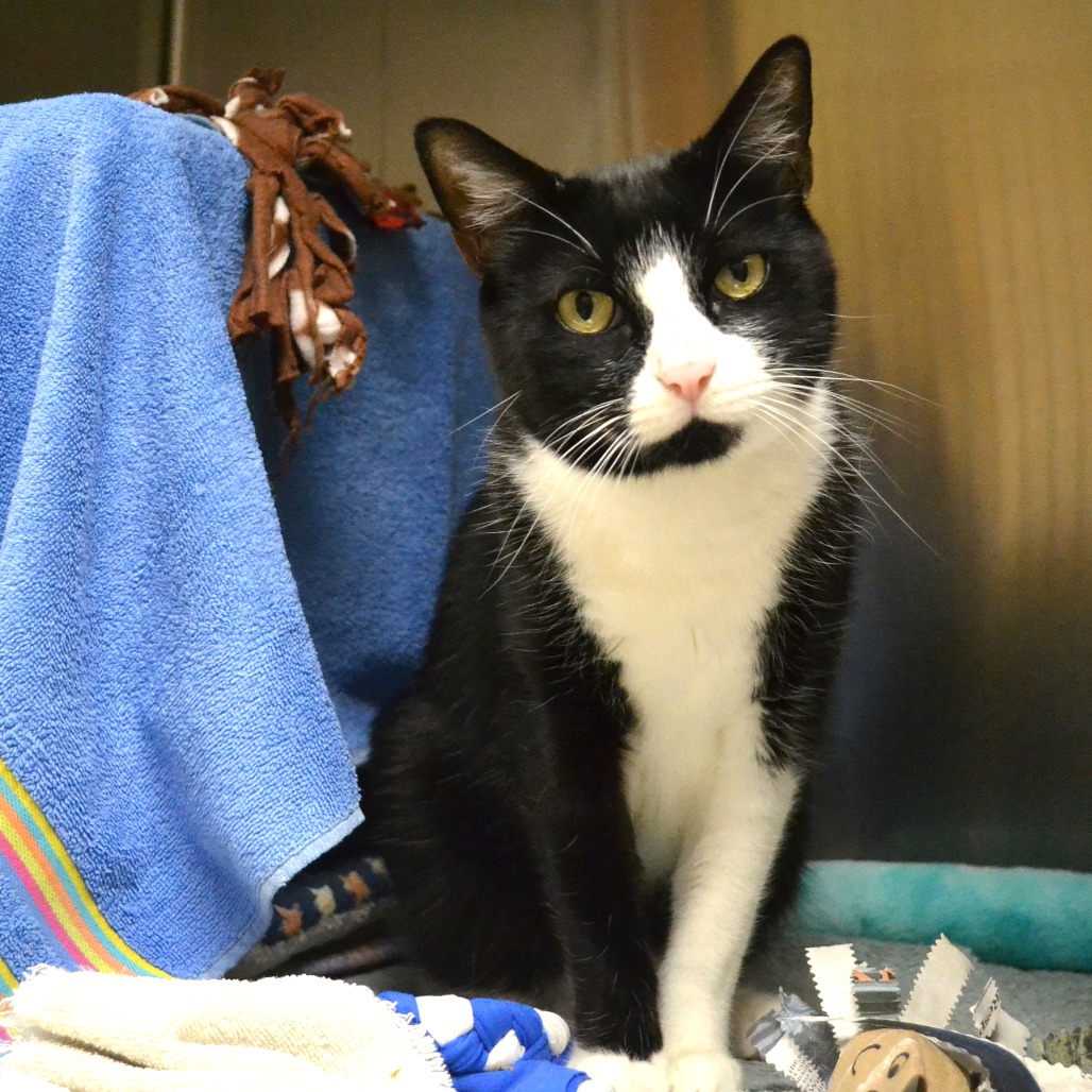 Shelter Stray Male Cat last seen , 361 S Raymond Ave, Pasadena, CA 91105, USA