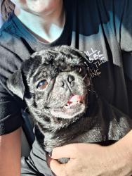 Found/Stray Male Dog last seen Power inn and elder creek rd by jack in the box, Sacramento, CA 95820
