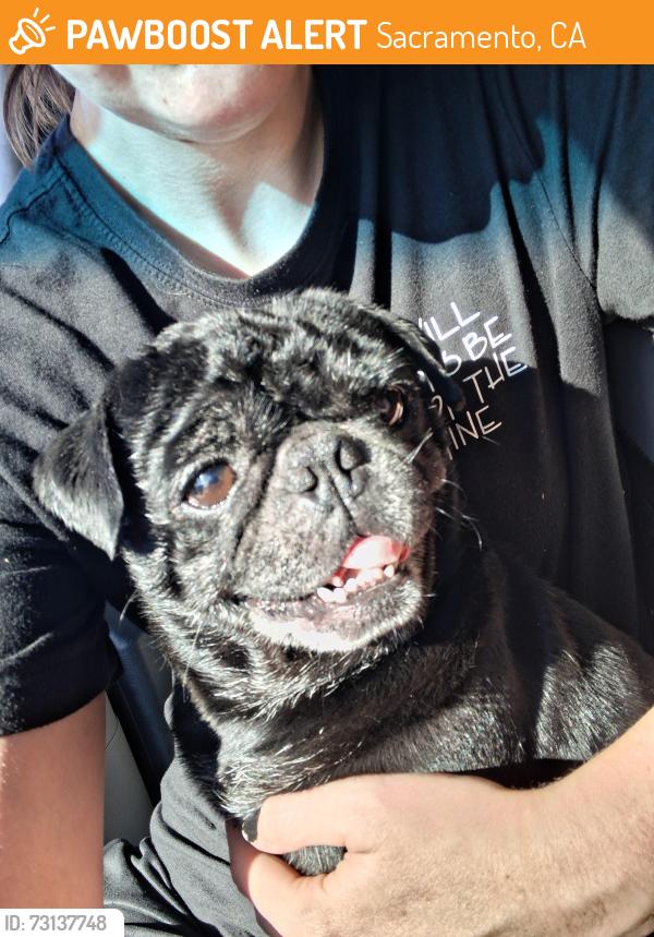 Found/Stray Male Dog last seen Power inn and elder creek rd by jack in the box, Sacramento, CA 95820