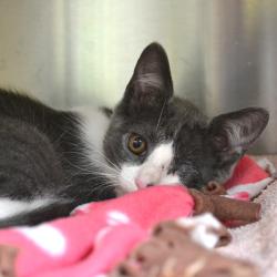 Shelter Stray Male Cat last seen , 361 S Raymond Ave, Pasadena, CA 91105, USA
