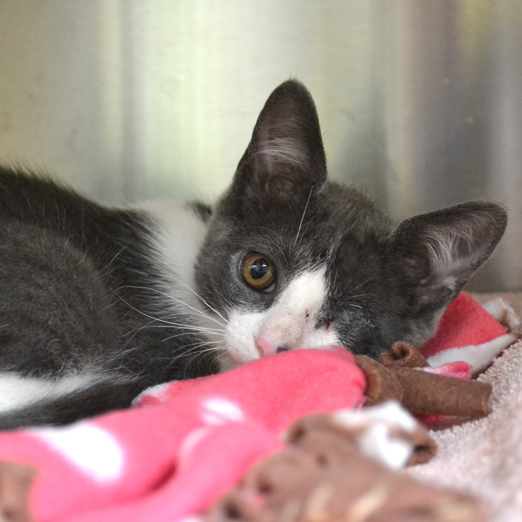 Shelter Stray Male Cat last seen , 361 S Raymond Ave, Pasadena, CA 91105, USA