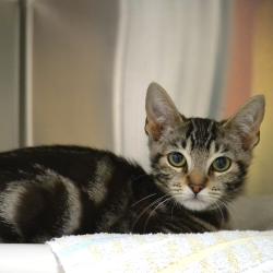 Shelter Stray Male Cat last seen , 361 S Raymond Ave, Pasadena, CA 91105, USA