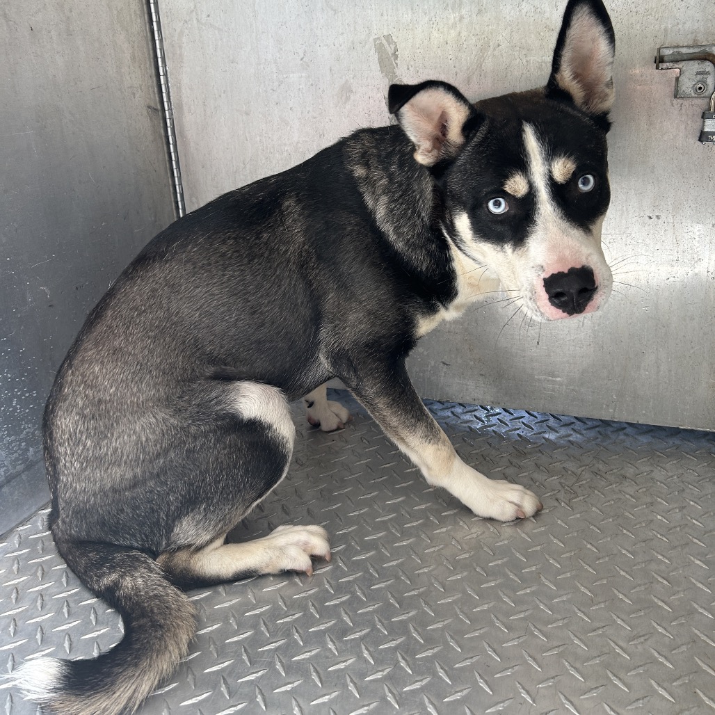 Shelter Stray Male Dog last seen , 980 Guilford College Rd, Greensboro, NC 27409, USA