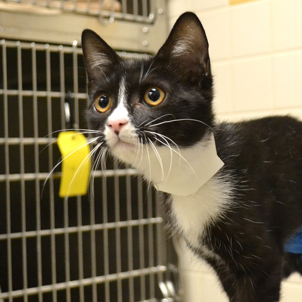Shelter Stray Male Cat last seen , 361 S Raymond Ave, Pasadena, CA 91105, USA
