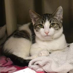 Shelter Stray Male Cat last seen , 361 S Raymond Ave, Pasadena, CA 91105, USA