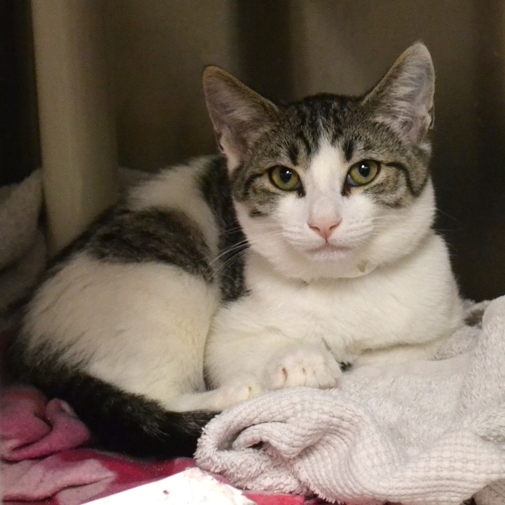 Shelter Stray Male Cat last seen , 361 S Raymond Ave, Pasadena, CA 91105, USA