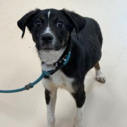 Shelter Stray Male Dog last seen , 901 N Haverty St, Pine Bluff, AR 71601, USA