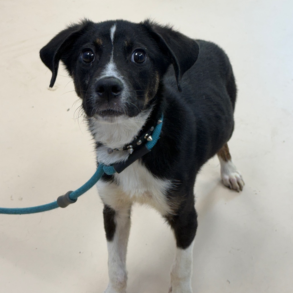 Shelter Stray Male Dog last seen , 901 N Haverty St, Pine Bluff, AR 71601, USA
