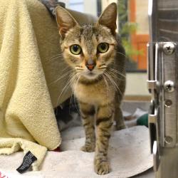 Shelter Stray Female Cat last seen , 361 S Raymond Ave, Pasadena, CA 91105, USA