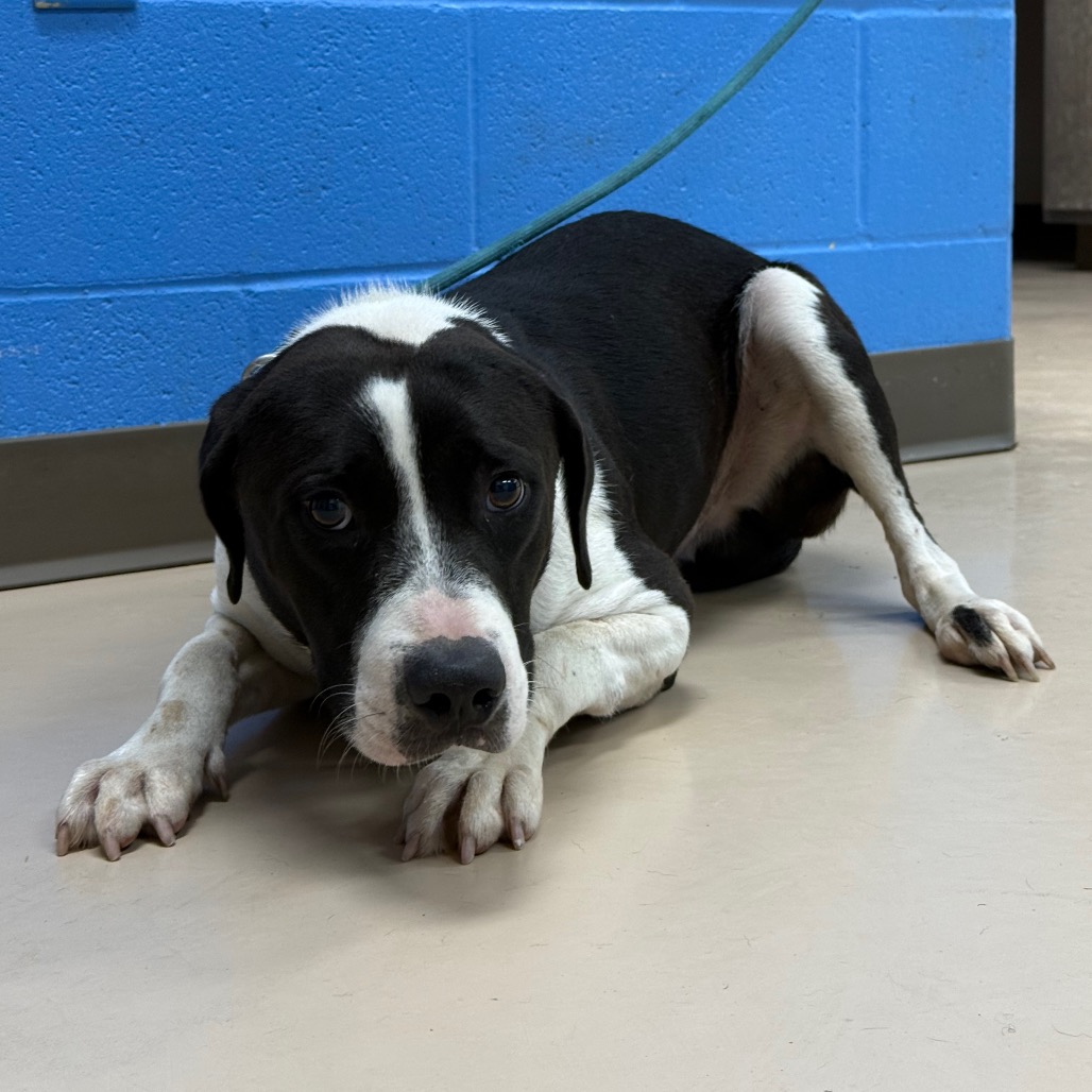 Shelter Stray Male Dog last seen , 901 N Haverty St, Pine Bluff, AR 71601, USA