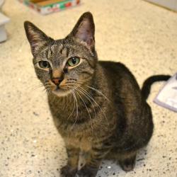 Shelter Stray Male Cat last seen , 361 S Raymond Ave, Pasadena, CA 91105, USA