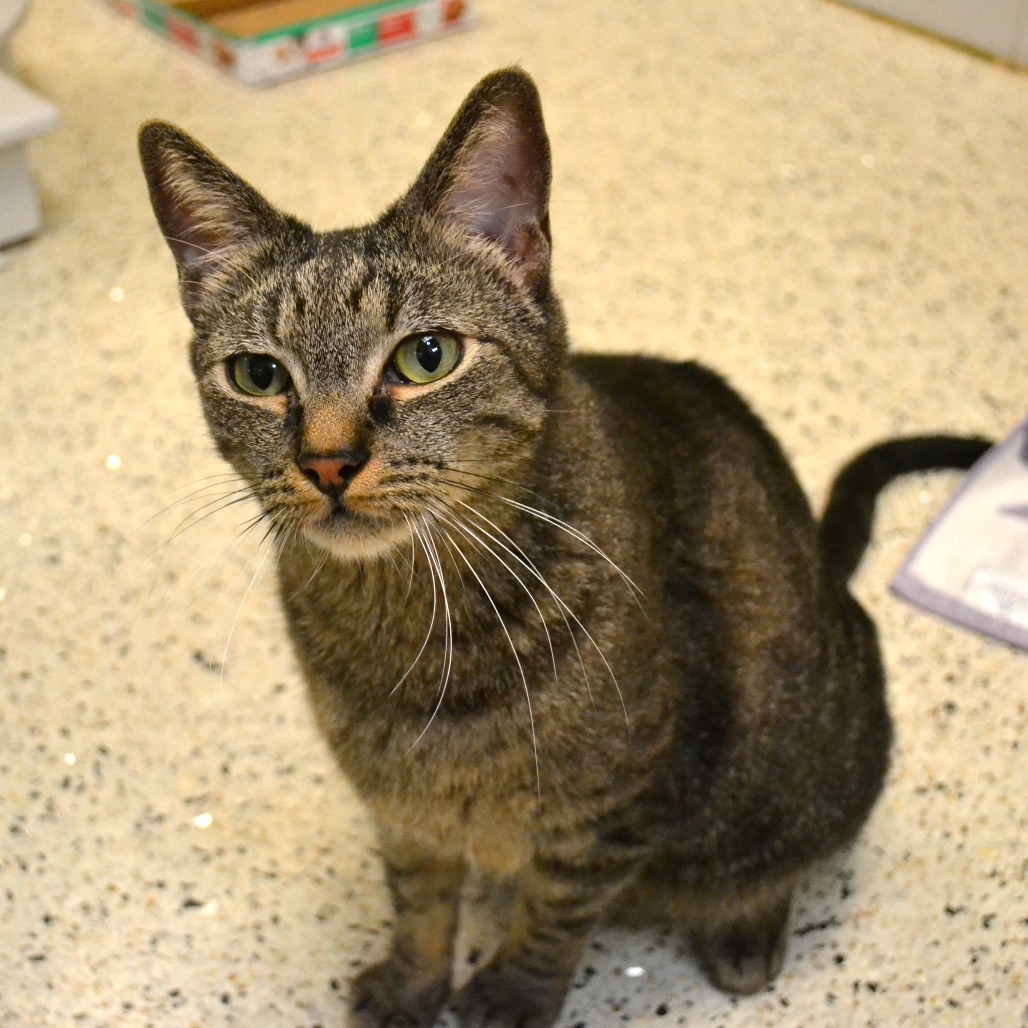 Shelter Stray Male Cat last seen , 361 S Raymond Ave, Pasadena, CA 91105, USA