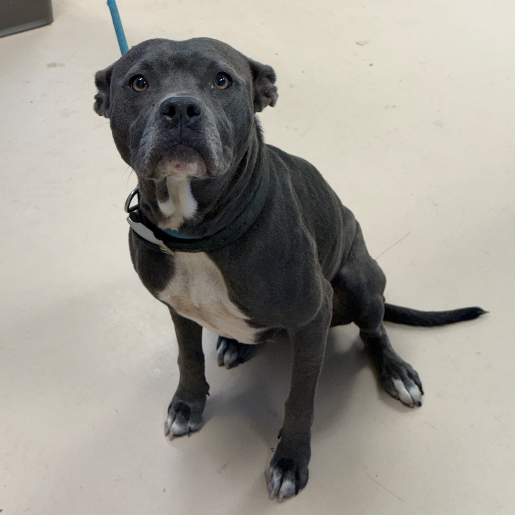 Shelter Stray Female Dog last seen , 901 N Haverty St, Pine Bluff, AR 71601, USA
