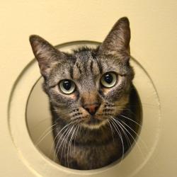 Shelter Stray Female Cat last seen , 361 S Raymond Ave, Pasadena, CA 91105, USA