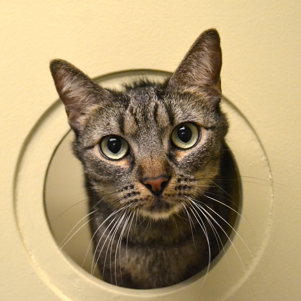Shelter Stray Female Cat last seen , 361 S Raymond Ave, Pasadena, CA 91105, USA