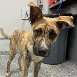 Shelter Stray Male Dog last seen , 328 Furman Hall Rd, Greenville, SC 29609, USA