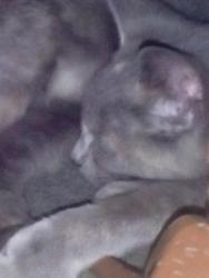 Lost Female Cat last seen Torrey Pines State Beach, San Diego, CA 92121