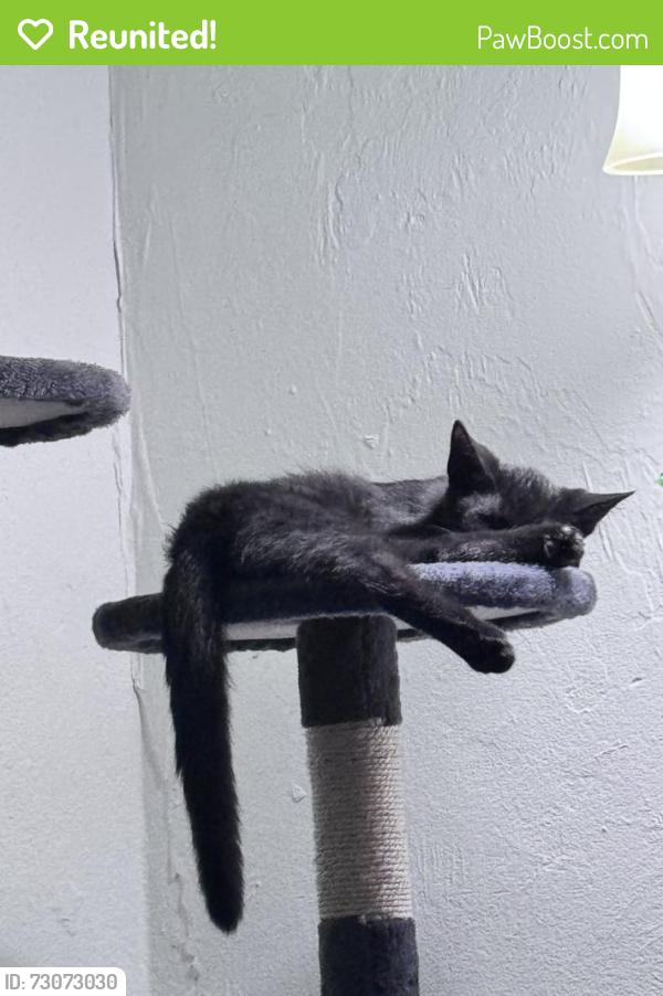 Reunited Female Cat last seen Veronica Shoemaker and Edison Ave I live down from Dunbar High School, Fort Myers, FL 33916